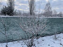 Snow-covered trees and plants in a frosty winter scene 10 photo
