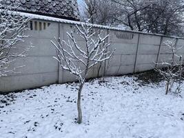 Snow-covered trees and plants in a frosty winter scene 45 photo