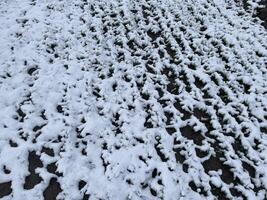 Winter snowy field under a clear blue sky 7 photo