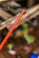 close-up of a fly perched on a drinking straw with a blurred background. photo