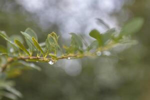Tree branch with rain drops on gray rainy summer day. Blurred background with bokeh. Selective focus. Copy space for text. photo