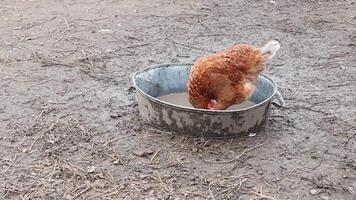A playful chicken bathes joyfully in a metal tub on a picturesque farm, showcasing its cuteness video