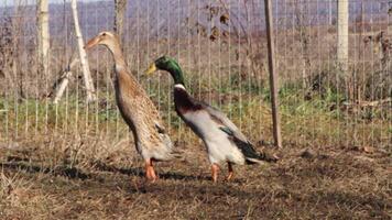 Diverse Ducks in Nature A Comprehensive Exploration of Their Habitat and Lifestyle video