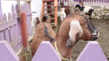 An Intimate CloseUp View of Inquisitive Goats at a Securely Fenced Farmyard Area video