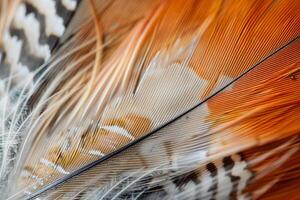 Close up of colorful bird feather showing delicate patterns photo
