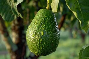Ripe green avocado hanging from tree branch in orchard photo