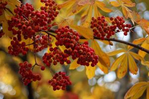 Bunches of rowan berries hanging from tree branch photo