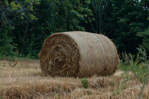 Large round bale of hay resting in a farm field photo