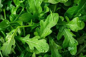 Fresh arugula leaves with water droplets creating a vibrant green background photo