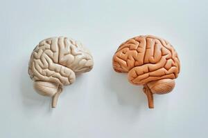 Two anatomical brain models showing differences in thinking and perception photo
