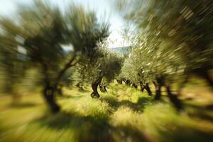 Zoom blur effect on olive trees in plantation creating abstract background photo