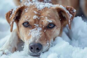 Brown dog relaxing in snowdrift on winter day photo