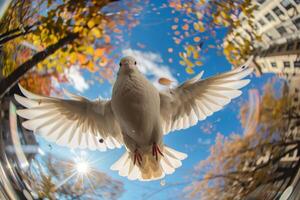 White dove flying with open wings in autumn sunlight with fisheye lens photo
