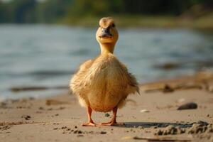 Cute little duckling standing on a sandy beach by the river photo