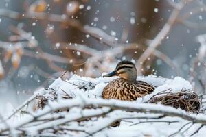 Wild duck resting in nest during snowfall in winter forest photo