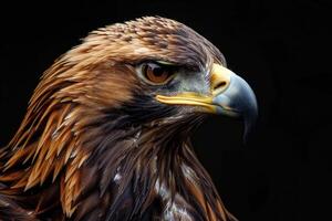 Golden eagle showing its plumage and powerful beak on dark background photo