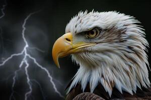 Majestic bald eagle staring with lightning storm background photo