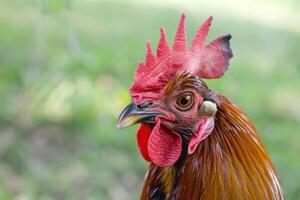 Rooster showing its colorful plumage and red comb in nature photo