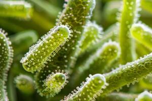 Microscopic view of green bacteria showing cellular structures and biological processes photo