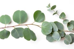 Eucalyptus leaves arranged on white background creating beautiful pattern photo