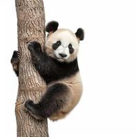 Young giant panda bear cub hugging a tree on white background photo
