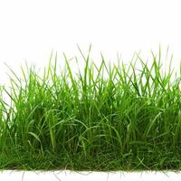 Green grass growing on white background in studio photo