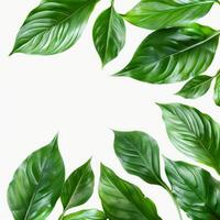Tropical jungle leaves creating white background copy space frame photo