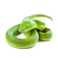 Green tree python snake resting on white background photo