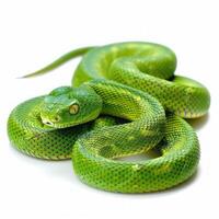 Green tree python resting on white background photo