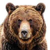 Large brown bear staring intently at viewer photo