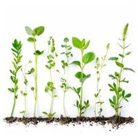Different green plants growing from soil row on white background photo