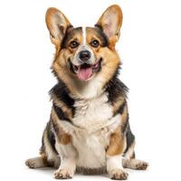 Adorable welsh corgi pembroke sitting and panting on white background photo