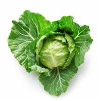 Fresh green cabbage with intact outer leaves lying on white background photo