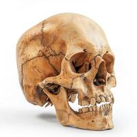 Human skull showing teeth and jaw bone structure on white background photo