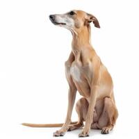 Elegant fawn colored lurcher sitting and looking up with interest on white background photo