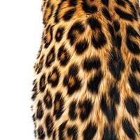 Close up of leopard fur showing distinctive spots and texture photo