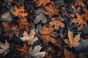 Fallen maple leaves creating colorful autumn background photo