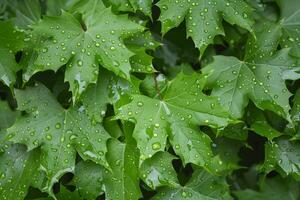 Green maple leaves covered with sparkling raindrops after summer rain photo