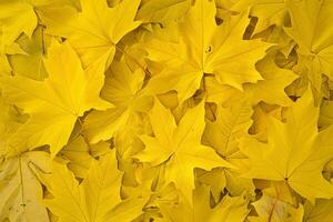 Bright yellow maple leaves creating vibrant autumn background photo