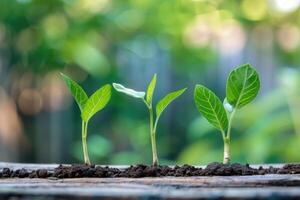 Seedlings growing in a row symbolizing sustainable development photo