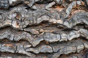 Weathered tree bark showing intricate patterns and textures photo