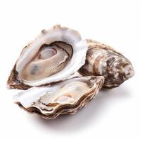 Fresh open oysters showing nutritious shellfish meat photo