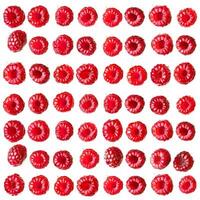 Fresh raspberries arranged in perfect rows on white background photo