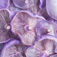 Group of purple mushrooms showing gills and stems in a close up view photo