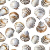 Common cockle shells forming seamless pattern on white background photo