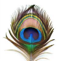 Vibrant peacock feather showing intricate colors and patterns on white background photo