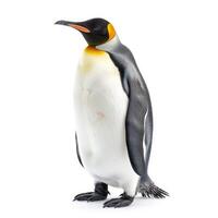King penguin standing on white background photo