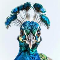 Peacock showing its colorful feathers on white background photo