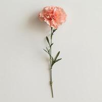 Single peach carnation blooming on white background photo