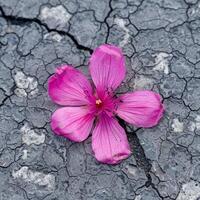 Pink flower blooming on cracked dry soil demonstrating resilience and hope photo